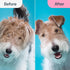 MalsiPree Pet Grooming Brush for Dogs/Cats, 2 in 1 Deshedding Tool & Dematting Undercoat Rake for Mats & Tangles Removing, Reduces Shedding by up ...