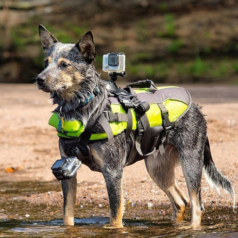 Dog Harness for Gopro, Soft and Adjustable Pet Harness Mount Vest with 2 Mouting Base, for Chest and Back Fixation for Gopro Hero All Models and O...