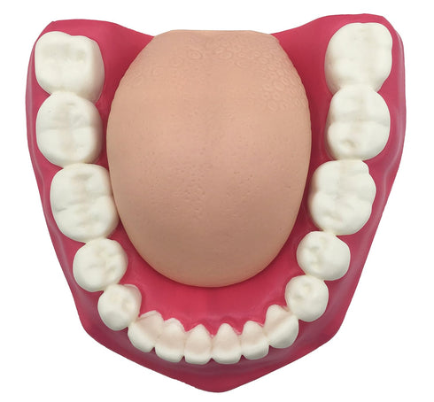 Dental Teeth Care Model with Toothbrush,32 Teeth,Kouber Human Anatomical Model,4"x 5" x 7"...