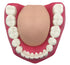 Dental Teeth Care Model with Toothbrush,32 Teeth,Kouber Human Anatomical Model,4"x 5" x 7"...