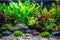 Aquarium Background Tropical Fish with Green Plants and Stones Terrarium Background Aquatic Plants Rocks Moss Tropical Style Landscape Aquarium Ba...