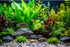 Aquarium Background Tropical Fish with Green Plants and Stones Terrarium Background Aquatic Plants Rocks Moss Tropical Style Landscape Aquarium Ba...