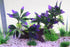 AQUA KT Aquarium Landscape Simulation Artificial Plant Purple, Plastic Plant for Fish Tank Decoration, Aquatic Water Plant, Fish Bowl Ornament...
