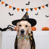 2023 NEW Halloween Holiday Collar for Boys and Girls Small Medium Large dog Pets Puppies Halloween Dog Collar with Bow Tie (Animal Print, Large-(1...