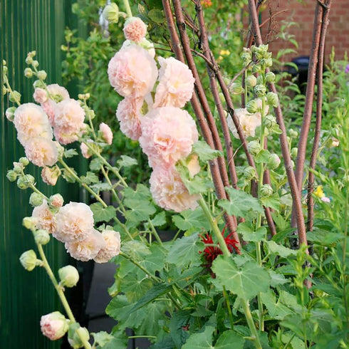 Apricot Peach Parfait Seeds Attracts Butterflies & Hummingbirds Showy Wall-Side Fences Outdoor Beds Borders 75Pcs Flower Seeds by YEGAOL Garden...