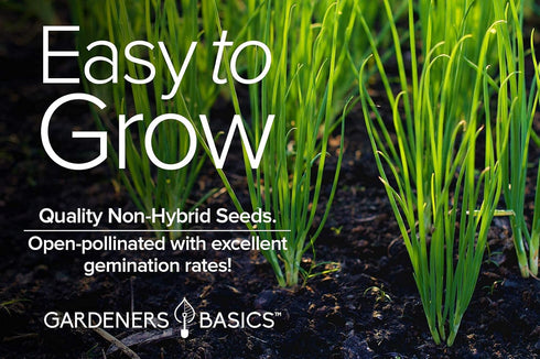 Chive Seeds for Planting is A Heirloom, Non-GMO Herb Variety- Chive Common Onion Herb Seeds Great for Indoor and Outdoor Gardening by Gardeners Ba...