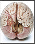 Posterizer 1 pcs-anatomical illustration of the human brain-Teachers & Classrooms-Abstract & Modern Art-School and classroom art- unframed wall ar...
