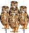 Fake Owls to Keep Birds Away, Bird Scare Device, Bird Scarer, Cardboard Hanging Reflectors, Flat Paper Garden Owls Scare Pigeons Woodpeckers Roden...