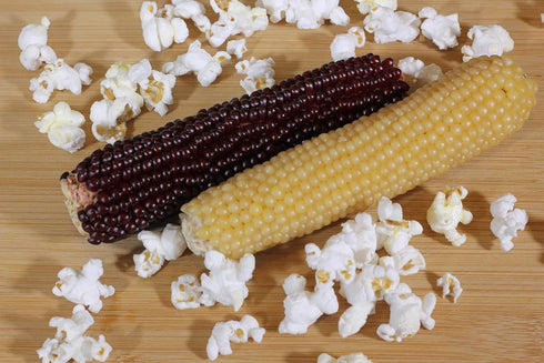 Amish Country Popcorn | Old Fashioned Microwave Popcorn | Non-GMO, Gluten Free, Microwaveable and Kosher (White & Red Corn on the Cob, 2 Pack)...