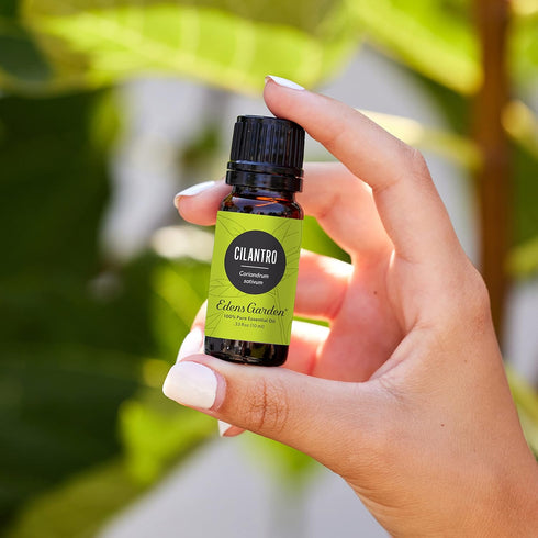 Edens Garden Cilantro Essential Oil- 100% Pure Premium Grade, Undiluted, Natural, Therapeutic, Aromatherapy, The Best for Diffuser, Candle, Laundr...