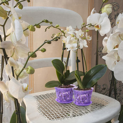 5 Inch 6 Pack Orchid Pot with Holes and Saucers Clear Orchid Pot?Purple Amethyst?...