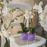 5 Inch 6 Pack Orchid Pot with Holes and Saucers Clear Orchid Pot?Purple Amethyst?...