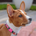 Nature Dog Collar Travel Pattern Adjustable Nylon Pet Collars for Small Medium Large Dogs Puppy Designer Print (Japan, Neck Fit 14"-18")...