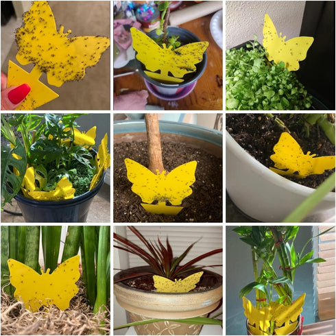 120 Pack Fungus Gnat Traps for House Indoor, Fungus Traps Fruit Fly Traps for Indoors Gnats Sticky Traps for Plants Yellow Sticky Traps for Gnats...