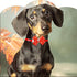 PET SHOW Adjustable Cute Dog Bow ties Collar for Small Dogs Puppy Cats Bowties Neckties Pet Grooming Accessories Assorted Randomly Pack of 50...