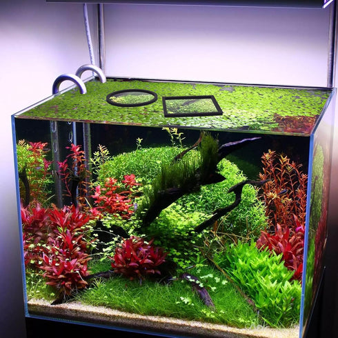 PAGOW 10pcs Fish Feeding Rings Set, Floating Aquarium Plant Corral, Round & Square Fish Feeder Rings for Fish Tank, Floating Plant Ring, Fish Tank...