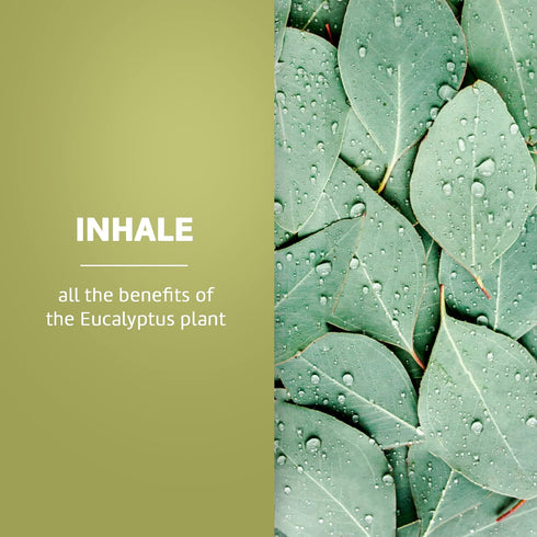 De La Cruz Eucalyptus Essential Oil Aromatherapy for Diffuser or Humidifier, 100% Pure Steam Distilled Eucalyptus Globulus 4 FL OZ...
