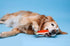 Hartz Chew 'n Clean Tuff Bone Tough Dog Chew Toy, Large 3 Pack...