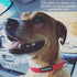 Pawsitive Hemp Dog Collar - Green Dog Collar - We Donate a Collar for Every Collar Sold. Help a shelter in Need! Solid Color Adjustable Collar Gre...
