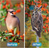 Owl to Keep Birds Away, 4Pack Bird Scarers Fake Owl Bird Reflective Devices to Keep Birds Away from Window Garden Farm...