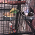 kathson Stainless Steel Bowls for Birds,4 Pcs Parrot Feeder Dish Cups,Bird Cage Water Food Bowl Coop Cup with Clamp Holder for Parrots Cockatiel B...