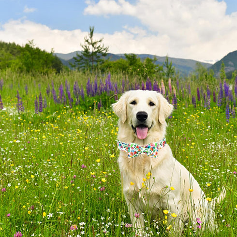 Dog Collar Flowers Print Pet Collar Soft Cute Dog Collar with Bow Tie Adjustable Metal Buckle Collar Gift Collar for X-Large Dogs...