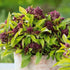 CHUXAY GARDEN Siam Queen Thai Basil Seed 30 Seeds Ocimum Basilicum Herb Plant Edible Slightly Spicy Basil Perennial Seasoning Culinary Plants...