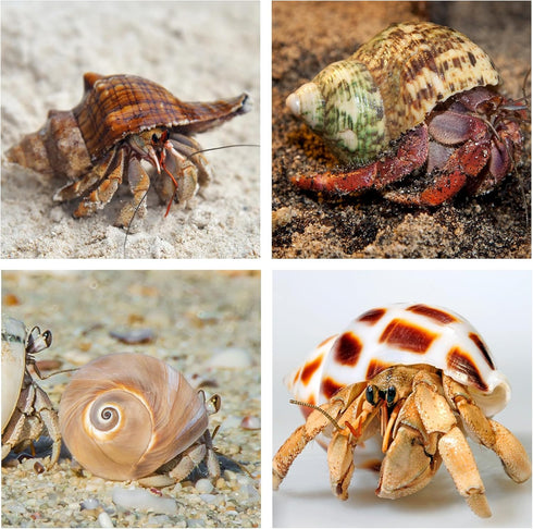 5PCS Hermit Crab Shells | Natural Sea Conch Size 2.1" - 2.8", Opening Size 0.9" - 1.5" | Medium Large Turbo Seashells for Hermit Crab Supplies and...