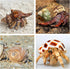 5PCS Hermit Crab Shells | Natural Sea Conch Size 2.1" - 2.8", Opening Size 0.9" - 1.5" | Medium Large Turbo Seashells for Hermit Crab Supplies and...
