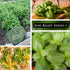 Sow Right Seeds - Genovese Sweet Basil Seed for Planting - Non-GMO Heirloom Packet with Instructions to Plant and Grow a Kitchen Herb Garden - Ind...
