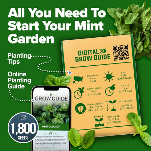 Home Grown Premium Common Mint Seeds - 1800 Non-GMO Heirloom Herb Seeds, USA Sourced | Ideal for Planting Mint Seeds Outdoors or Indoors for a Fre...