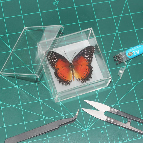 Insect Specimen Tools Kit Insect Display Case Insect Specimen Tools Insect Pins Insect Pinning Board Wings Pressing Paper Insect Collection Tools ...