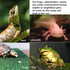 Turtle Basking Platform, Lawn Turtle Resting Basking Platform, Tortoise Ramp Climbing Reptile Ladder Resting Terrace Fish Tank Aquarium Turtle Doc...