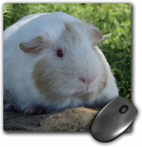 3dRose LLC 8 x 8 x 0.25 Inches Guinea Pig Photography by Angelandspot Mouse Pad (mp_6441_1)...