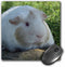 3dRose LLC 8 x 8 x 0.25 Inches Guinea Pig Photography by Angelandspot Mouse Pad (mp_6441_1)...