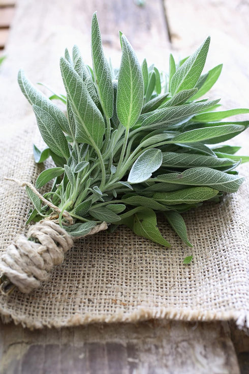 Perennial Herb Seeds Collection,1500 Seeds, 4 Heirloom Non GMO Varieties, Greek Oregano, Sage, Thyme, Chives...