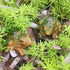 4 PCS Miniature Frog Statue, Outdoor Garden Frog Figurines Decoration, Mini Cute Frog Figures for Patio Yard Micro Landscape Fairy Garden Ornament...