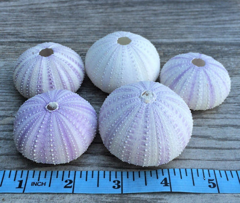 Nautical Crush Trading Sea Urchins Shells for Air Plants - 5 Purple (1.5-2.5") Sea Urchin Shells - Hanging Air Plant Holder - Air Plants Live Hold...
