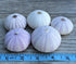 Nautical Crush Trading Sea Urchins Shells for Air Plants - 5 Purple (1.5-2.5") Sea Urchin Shells - Hanging Air Plant Holder - Air Plants Live Hold...