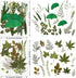 Nuanchu Pressed Flowers Bulk Dried Flower for Crafts, Dried Flower Leave Natural with Tweezer for Resin Mold Scrapbooking DIY (Greenery Style)...