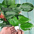 Plants Cleaning Wipes for Leaf Shine, Clean and Photosynthesis, Leaf Cleaner for House Plants Outdoor Plants (80 Wipes)...