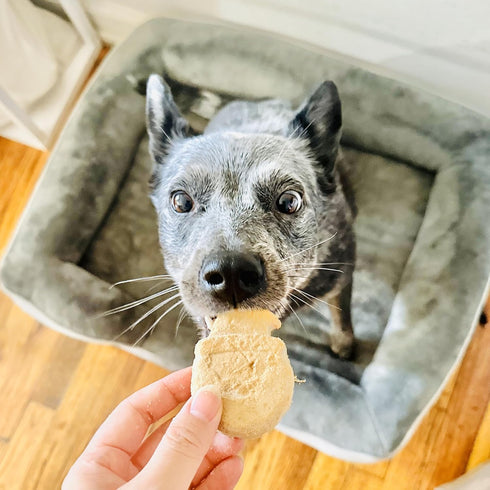 BLACK FOX Freeze-Dried Gluten-Free Biscuits for Dogs & Cats | Chicken & Salmon | 10 Large Treats, Limited Ingredients, Raw, Healthy, Human Grade...