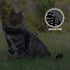 Cat Leash - 15 ft / 30ft Reflective Long Cat Leash Outdoor for Walking Training Playing - Escape Proof Yard Lead Pet Leash Also for Cats, Small Do...