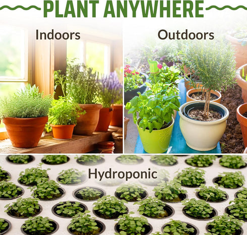 17 Herb Culinary Seed Vault - 5200+ Herbs Seeds for Planting Indoor or Outdoor Garden - Heirloom, Non GMO | Hydroponic Herb Garden Seeds with High...