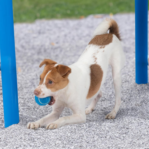 Best Pet Supplies Squeaky Tennis Toys for Dogs, 8-Pack, Heavy-Duty Interactive Pet Toys for Throwing and Fetching, Supports Exercise and Natural B...