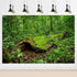 Forest Terrarium Background Huge Tropical Trees Reptile Habitat Background Rainforest Aquarium Background Fish Tank Backdrop Decors Forest Moss De...