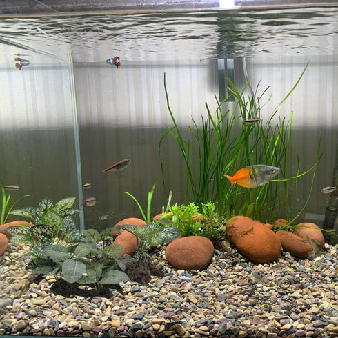 Artificial Fish Tank Plants Silk Aquarium Plant Aquatic Water Grass Foreground Decor (3PCS Green Grasses)...