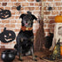 Halloween Dog Collars for Small Dog with Flower Tie,Fall Black Spider Dog Collar with Safety Metal Buckle Adjustable Puppy Collars for Medium Larg...