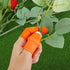 PATIKIL Small Silicone Thumb Knife Kit, 1 Set Harvesting Plant Knife with 5Pcs Silicone Finger Sleeves Gardening Trim Tool for Picking Fruit Veget...