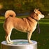 Short Dog Leash - Traffic Dog Leash 12'' Dog Leash Pet Dog Training Leash Reflective Dog Tab Training Leash Dog Traffic Handle (color-1, 12'' long...